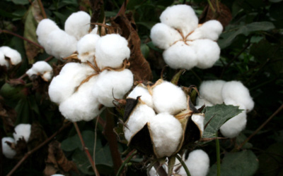Return of the desi cotton